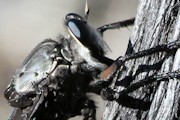 Robber Fly (Blepharotes coriarius) (Blepharotes coriarius)